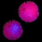 MEDUSALUZ